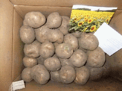 知ってるサイト