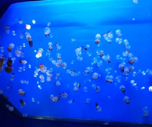 加茂水族館